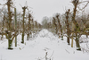 AV_Schulp_beeldbank_boomgaard_310_21