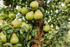 AV_Schulp_beeldbank_boomgaard_301_20
