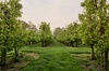 av_schulp_beeldbank_boomgaard_37_20_1_20210311_091134