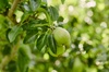 schulp_boomgaard_1_20210310_111739
