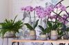 phalaenopsis