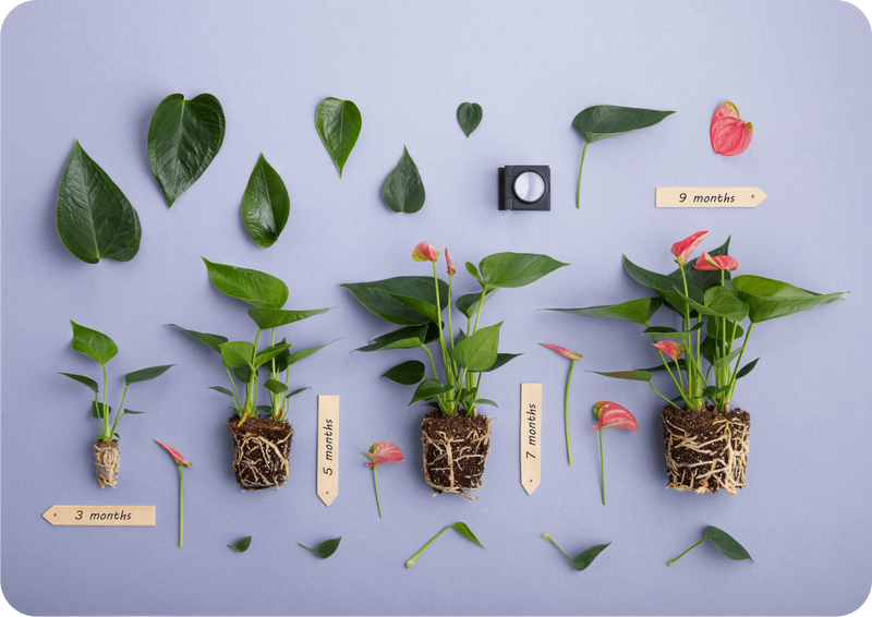 zylindrischer bogenhanf Sansevieria cylindrica Zylindrischer Bogenhanf online kaufen