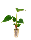 anthurium-plug