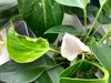 pepertrips-schade-in-blad-en-bloem