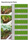Repositioning-plants
