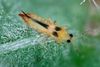 Chaetanaphothrips-orchidii