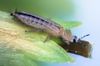 Frankliniella-occidentalis-female