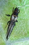 Echinothrips-americanus-female