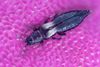 Dichromothrips-corbetti