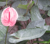 anthurium
