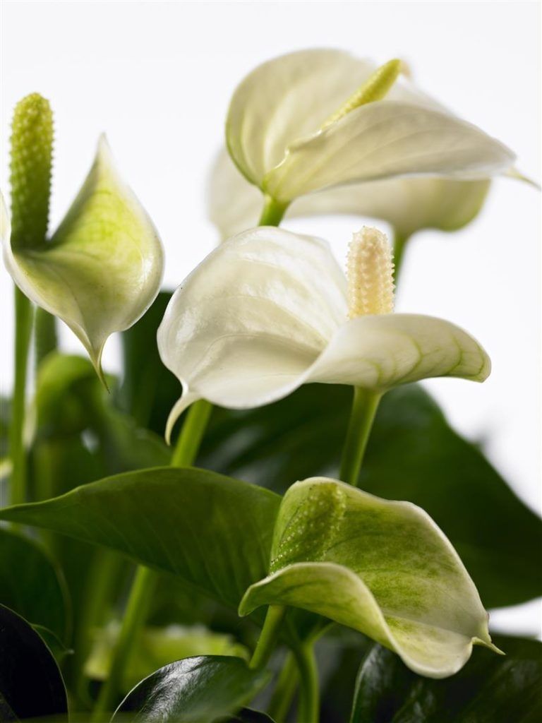 Hygine in anthurium en phalaenopsisteelt | Anthura