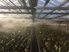 hoge-druk-mistinstallatie
