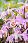 Pleione_serie-2-3-Large