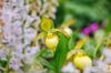 Cypripedium_Garden-Orchid-2