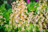 Calanthe_Garden-Orchid-2