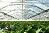Westerlay-Greenhouse-1241-768x512