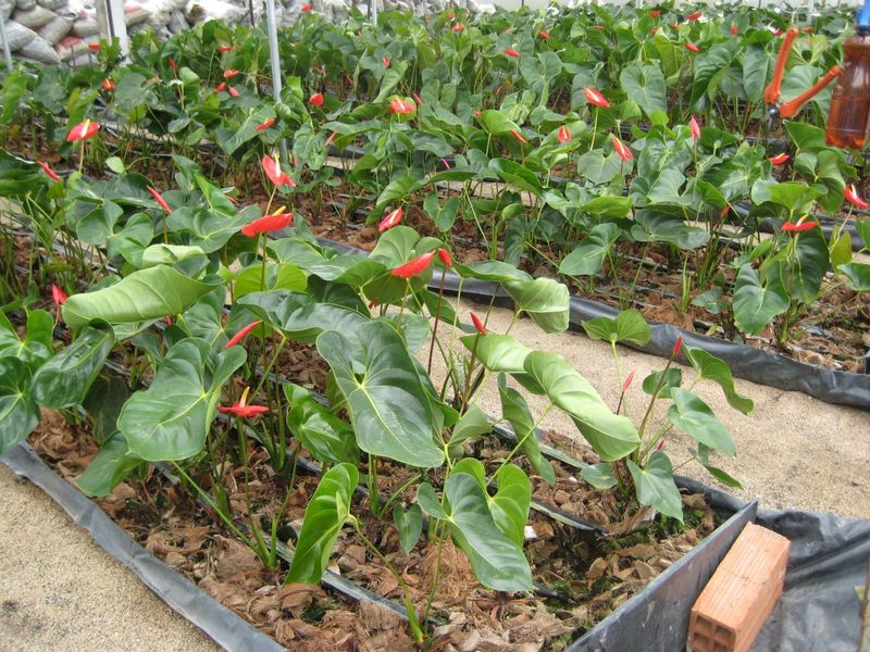 Substrate Anthurium cut flowers | Anthura
