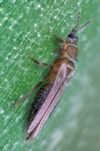 Thrips-tabaci-female