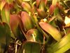 Bladpunten-phalaenopsis-veroorzaakt-door-een-overmaat-aan-zware-metalen