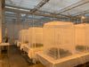 Pepertrips-proef-Vertify-in-gaaskooien-2