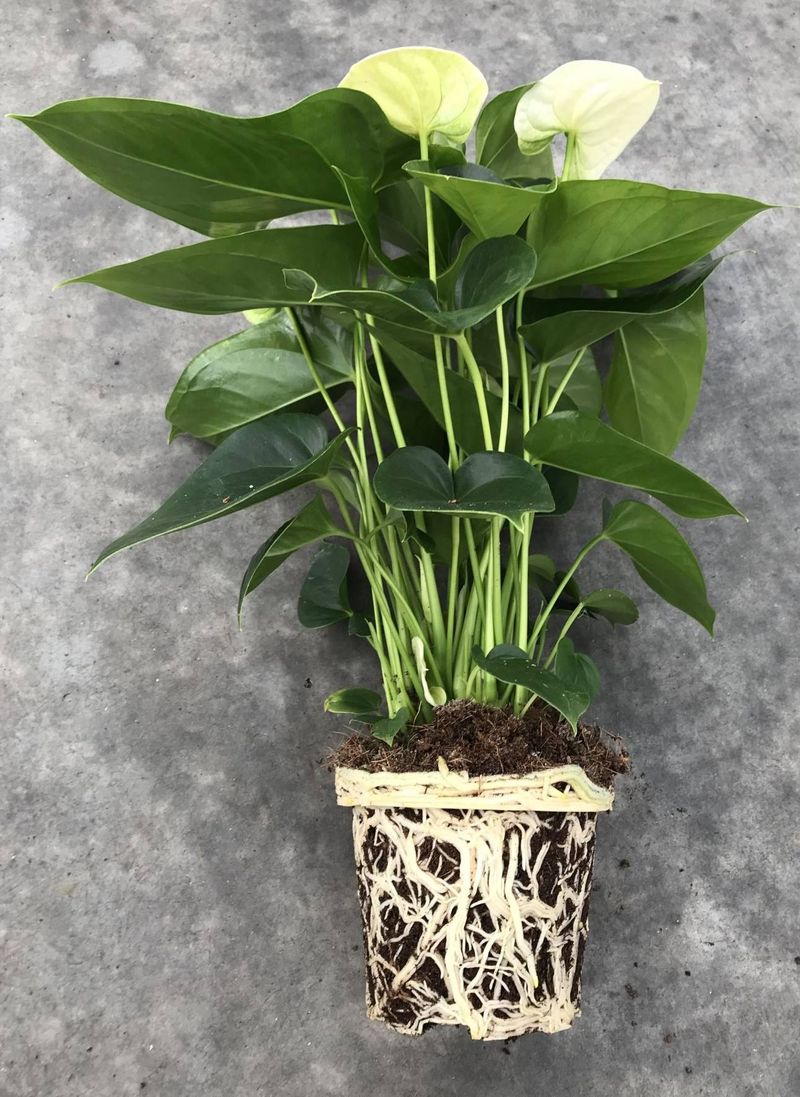Substrate Anthurium pot plants | Anthura