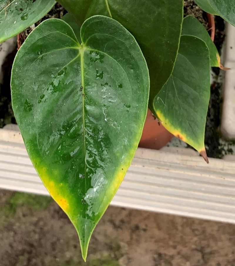 anthurium robustum Anthurium hybrid (assorted) 2