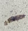 Entomopathogeneschimmels