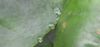 Guttation drops on the leaf.