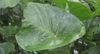 Moisture on plant.