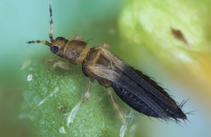 tobacco thrips tabaci Best Management Practices for Thrips