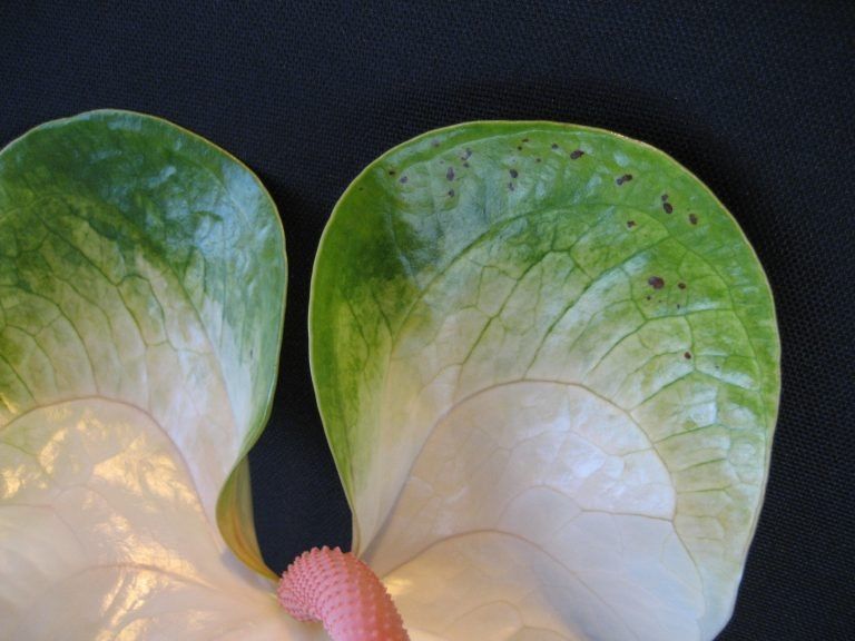 anthurium dortmund brackel Anthurium Dorayaki Special Form (Bowl Shape)