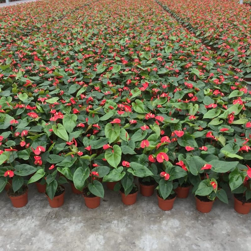 Humidity in the cultivation of Anthurium | Anthura