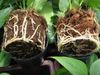 TEELTTECHNIEK-anthurium