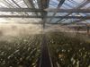 hoge-druk-mistinstallatie2