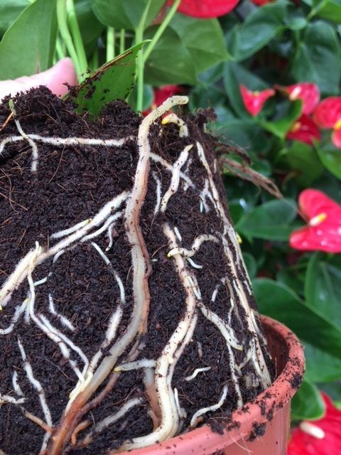 Effective Pythium Control for Phalaenopsis - Expert Advice