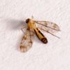 Proceroplatus-trinidadensis