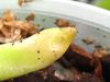 Aantasting-door-potworm