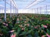 overzicht-snij-anthurium-gesloten-doeken