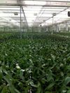IMAC-Phalaenopsis-schermen