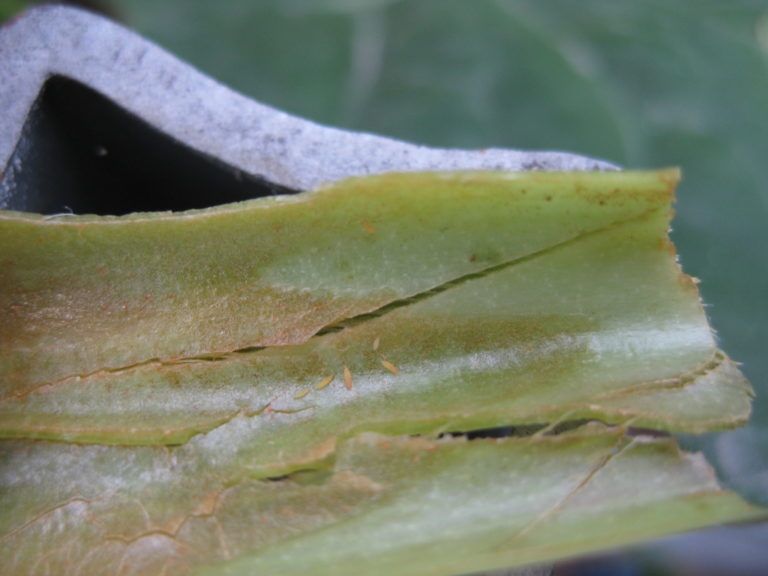 agave royal spine Agave Royal Spine Cactus Plant Online