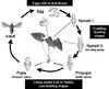 anthuriumthrips_cycle
