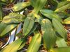 tripsschade-blad-phal