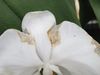 tripsschade-bloem-phal