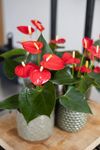 Aroha-Small