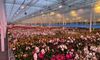 Hybride-LED-in-de-afkweek-Philips