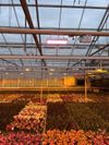 LED-Hortilux-afkweek