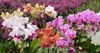 Flowering-Stage-4
