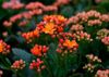 Other-plants-2