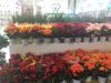 Other-plants-1
