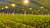 supplemental-lighting-1